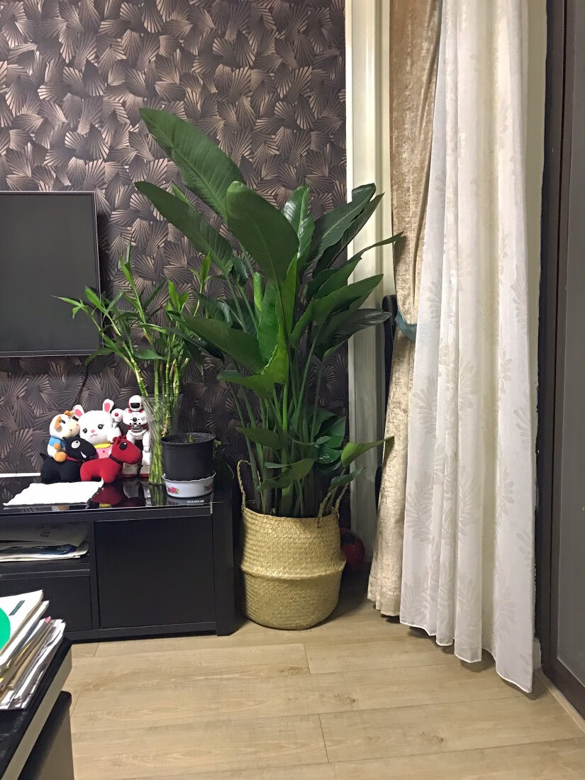 七抒网红天堂鸟鹤望兰尼古拉大型花卉绿植盆栽客厅净化空气广州基地发