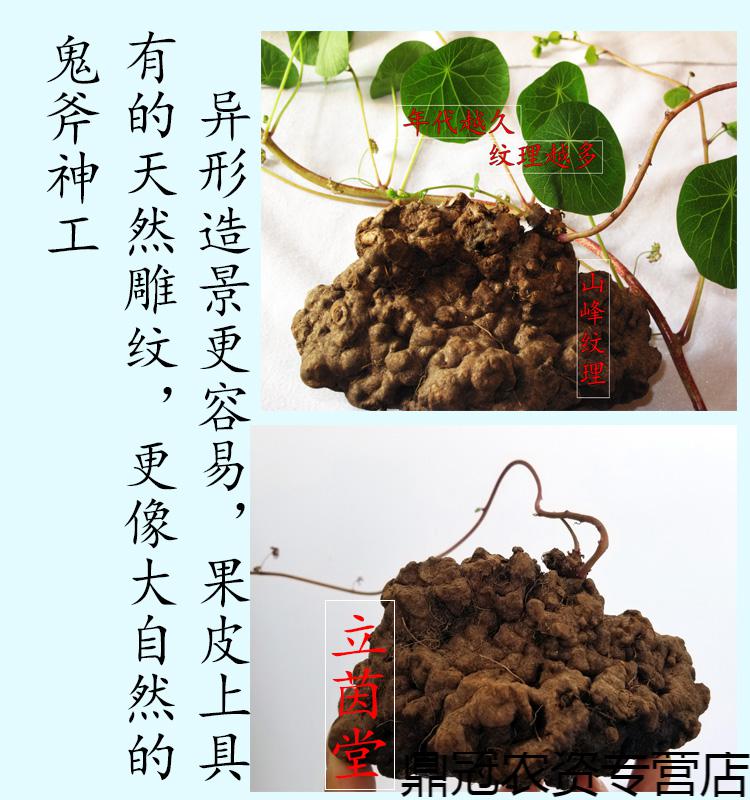 红藤山乌龟金不换植物办公室内圆叶盆栽云南多肉花卉水培爬藤绿植