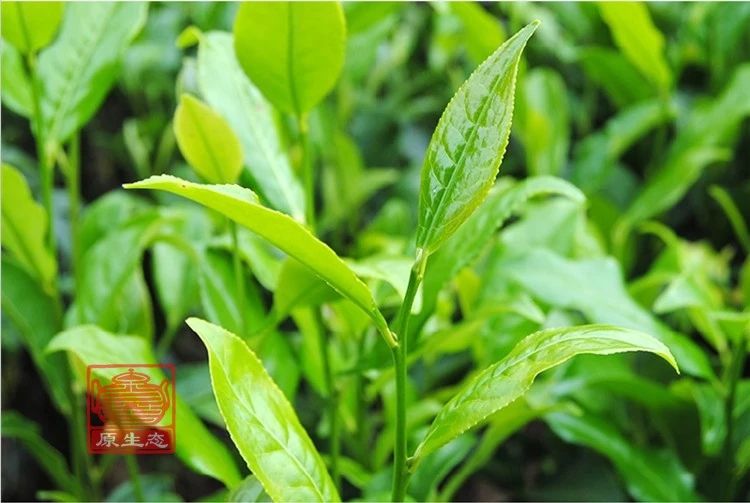 兴宁单枞茶浓香型单丛王白叶蜜兰香梅州客家茶叶500g罐装送礼 500g