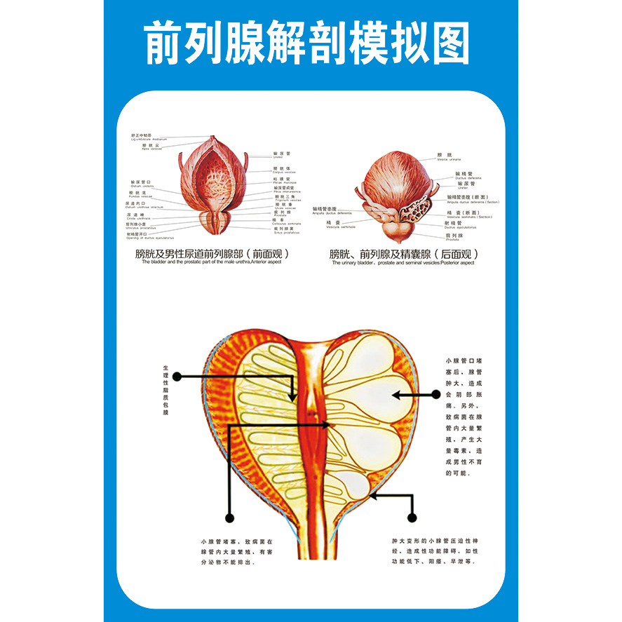 男性泌尿生殖解剖图知识挂图医院人体医学解剖宣传画海报 男性生殖