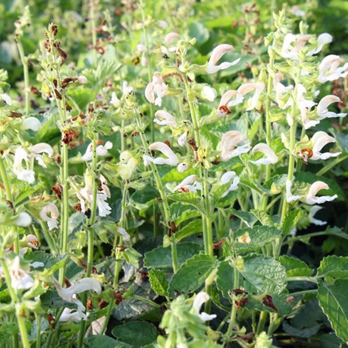 凱史甘斯丹參野生特級丹參丹參段中藥材白花丹參無硫丹參粉新貨2年