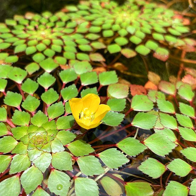 水丁香紅毛丹牡丹萍水生植物水上煙花彩色浮萍水草 10顆紅毛丹【圖片