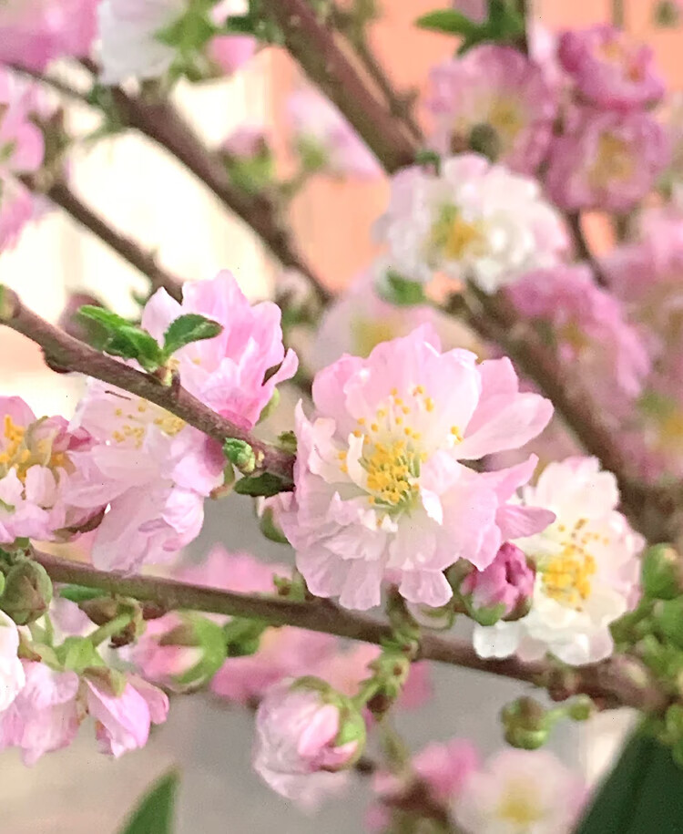 重瓣珍珠李鲜花云南直发鲜切水养枝条家用插花昆明基地直批s重瓣珍珠