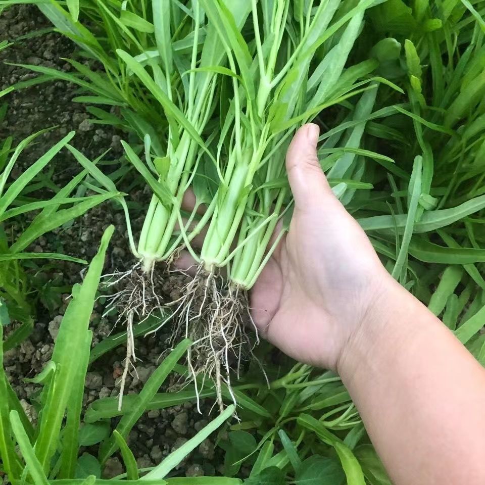 正宗广西博白柳叶空心菜竹叶坡地种植空心菜白梗蕹菜带根泥发货盘