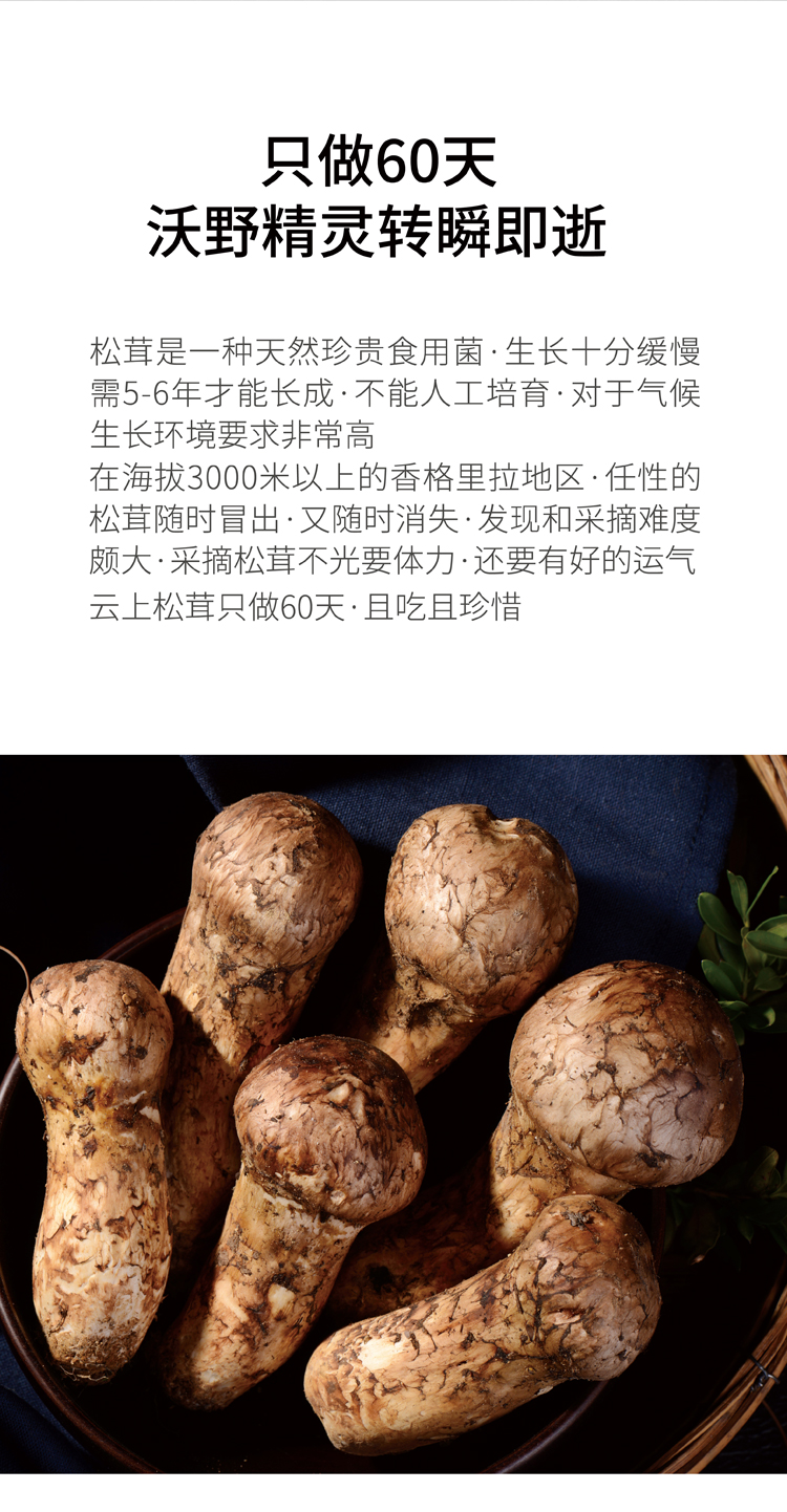 香格里拉 新鲜松茸 云南生鲜菌菇 松茸礼盒1000克装 7-9cm 1000克