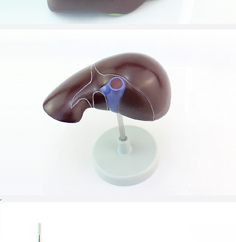 医学人体肝脏解剖模型肝门胆囊胆管结构内脏消化系统器官演示教具