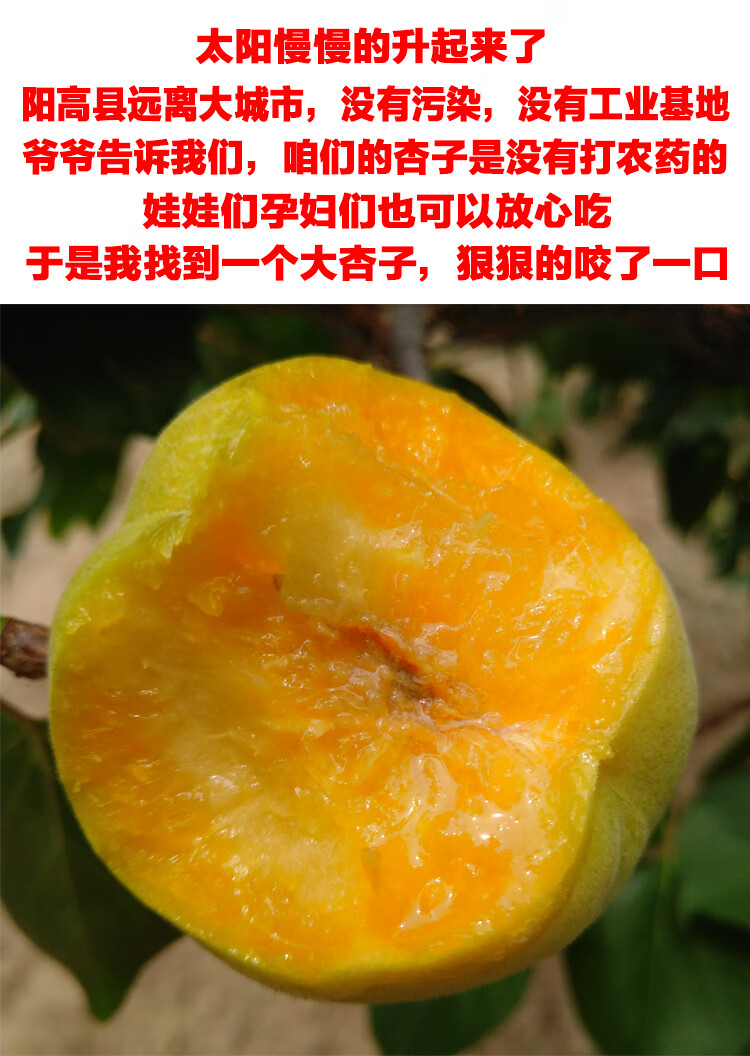 玫栀阳高大接杏5斤山西大同杏子水果新鲜大黄杏阳高大杏精选大杏净重5