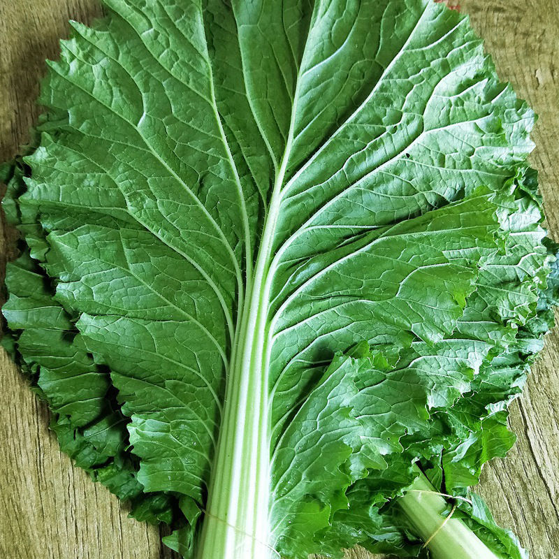 打饭包东北白菜叶子新鲜大白菜叶农家蔬菜包饭包菜叶子蘸酱菜现摘 10