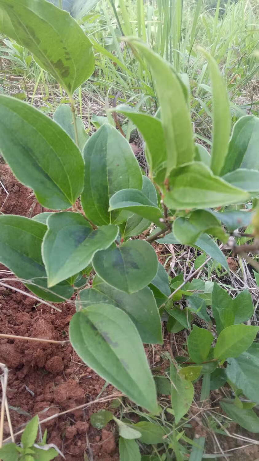 杞裡香 野外生金剛藤根菝葜 金剛刺 鐵菱角烏魚刺馬加勒泡酒藥材批發