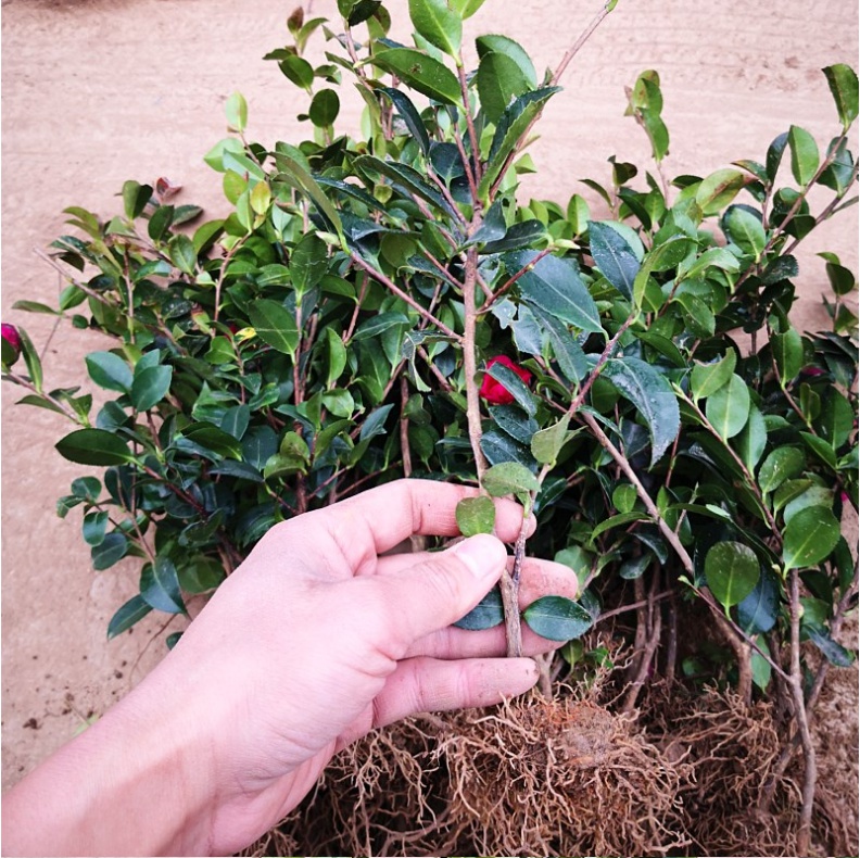 花姬茶梅小苗庭院种植绿化工程室内阳台白粉红茶梅球盆景栽3棵起邮