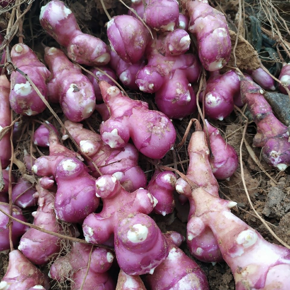 現挖新鮮紅果洋姜不辣鬼子姜可醃製成泡菜鹹菜10斤