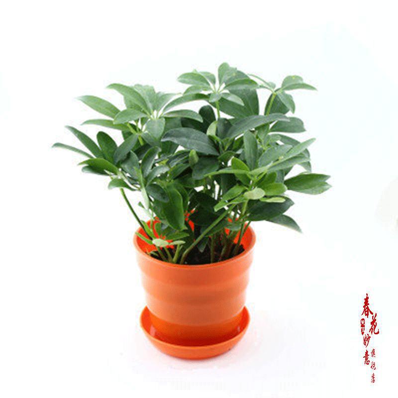 八方来财七叶莲盆栽植物鸭脚木绿植可水培八方来财七叶莲八方来财简易