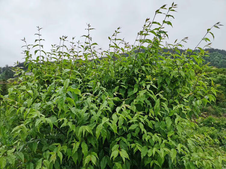 余庆苦丁茶苗批发图片