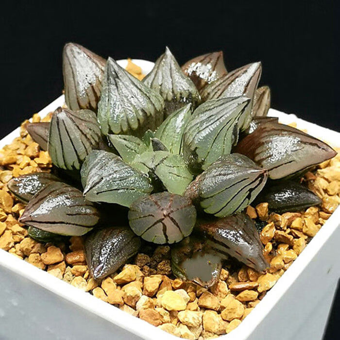 精品西瓜寿十二卷多肉植物盆栽背窗玉露寿透明肉肉植物绿植花卉西瓜寿5 7cm 陶瓷盆栽好发货裸根不带土 图片价格品牌报价 京东