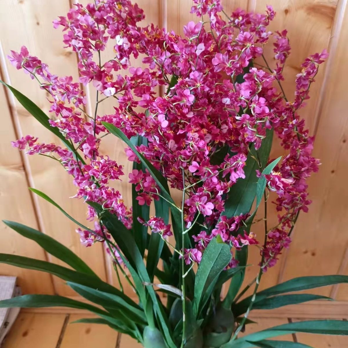 兰花苗 带原盆土发货 梦香文心兰 开花香 室内盆栽兰花 室外植物 一颗