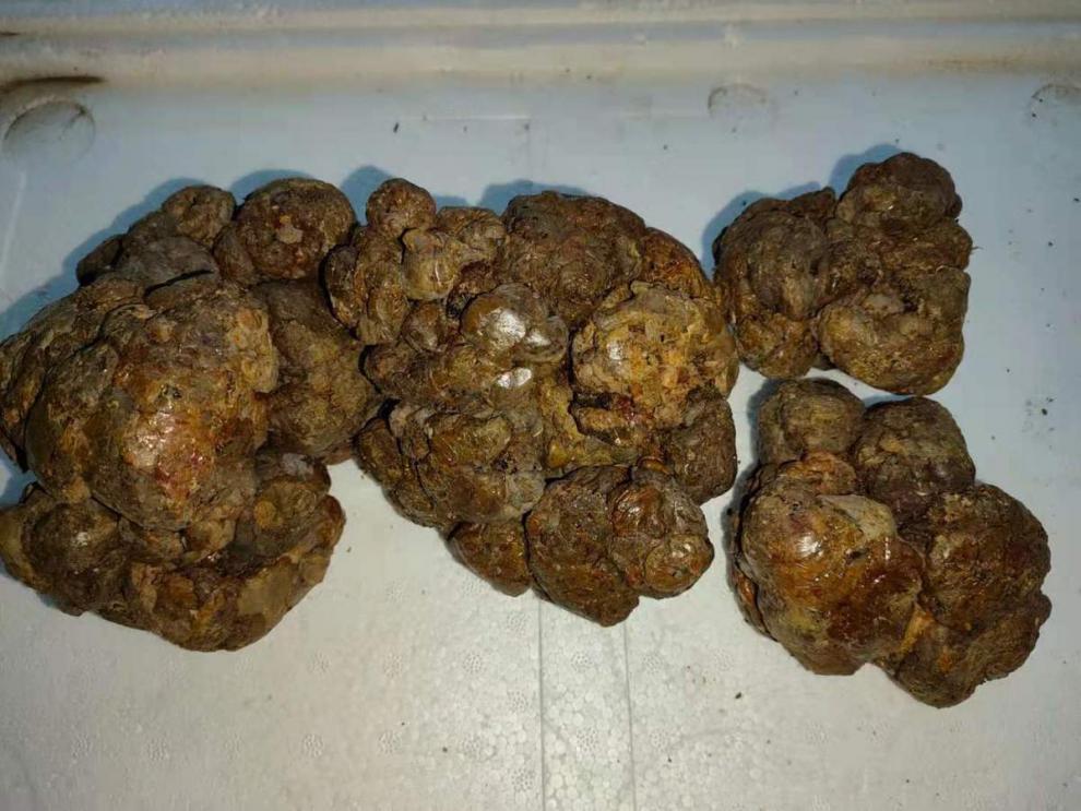 亏本卖啦蜂胶纯毛胶蜂胶原胶天然蜂胶木框采集不含重金属50克可泡酒原