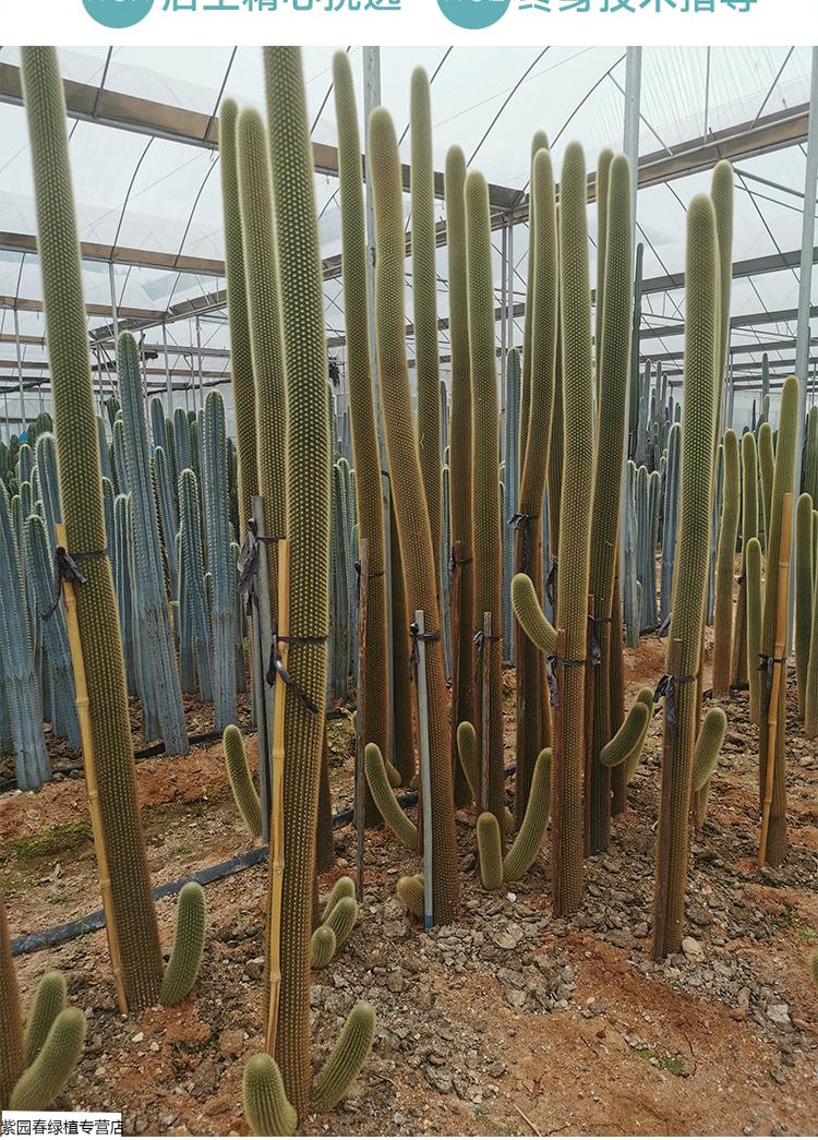 园艺黄金柱仙人柱净化空气量天尺大型沙漠植物住造景植物盆栽黄金柱