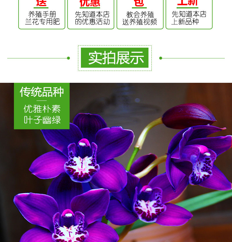 超香兰花苗紫灵仙子四季兰浓香名贵花卉绿植倾城之恋4苗不含盆