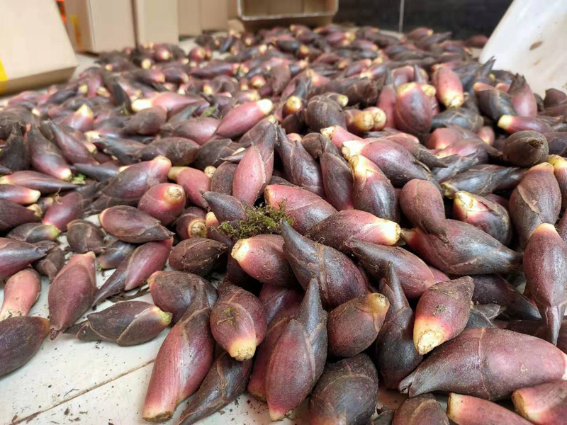 新鲜洋荷姜阳荷姜5斤野生洋河阳和姜洋火阳藿盐荷洋胡姜当季蔬菜3