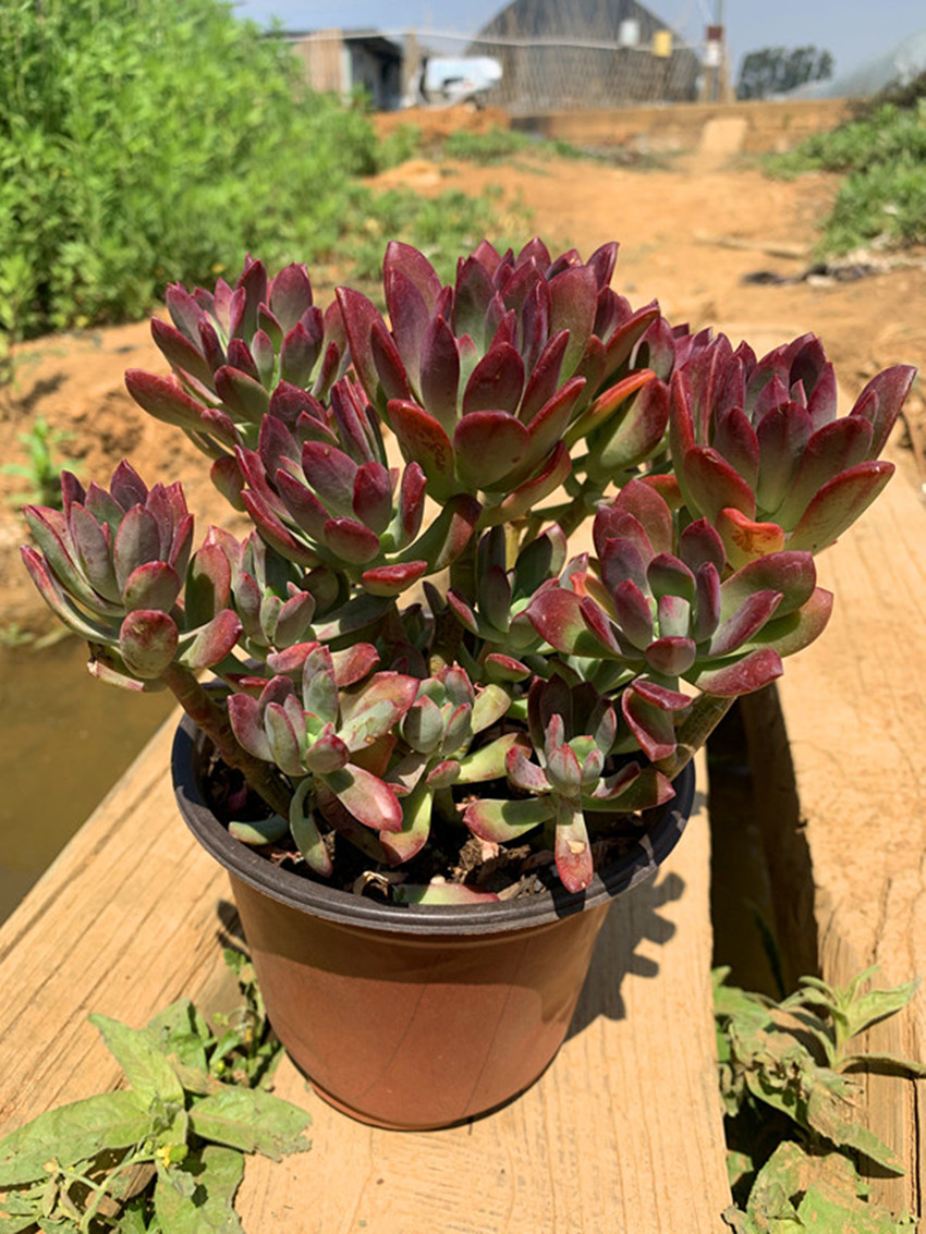 红稚莲老桩 多肉植物整桩云南露养精品大室内庭院盆景 盆径12cm