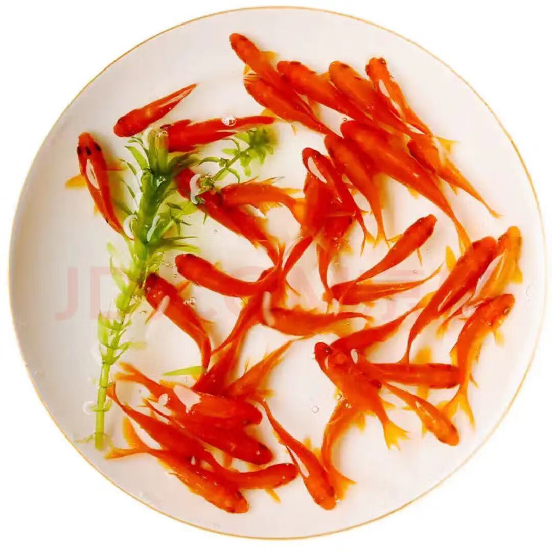 草金鱼活体观赏鱼自养招财易养冷水鱼锦鲤鱼苗饲料鱼小型小金鱼宠物