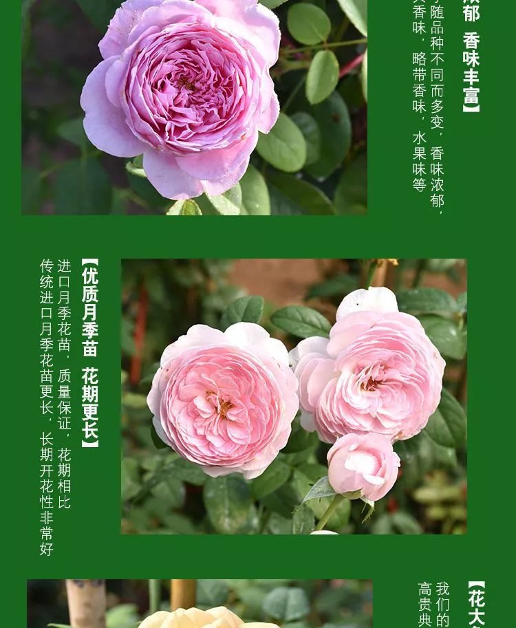 7，薔薇花苗藤本月季特大花樹庭院爬藤植物陽台花卉玫瑰盆栽四季開花 自由精神 四季開花 大花 濃香 小苗高度10-15厘米高營養鉢苗