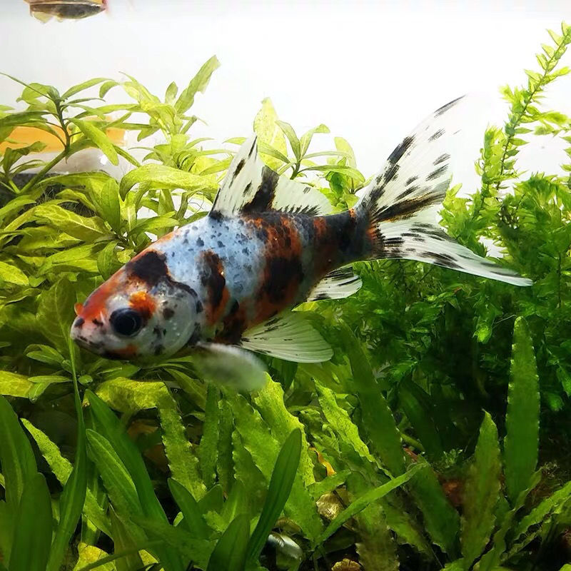 五花草金鱼冷水观赏鱼活体红兰花鲤鱼蓝黑红草金淡水锦鲤锦鲫好养 12
