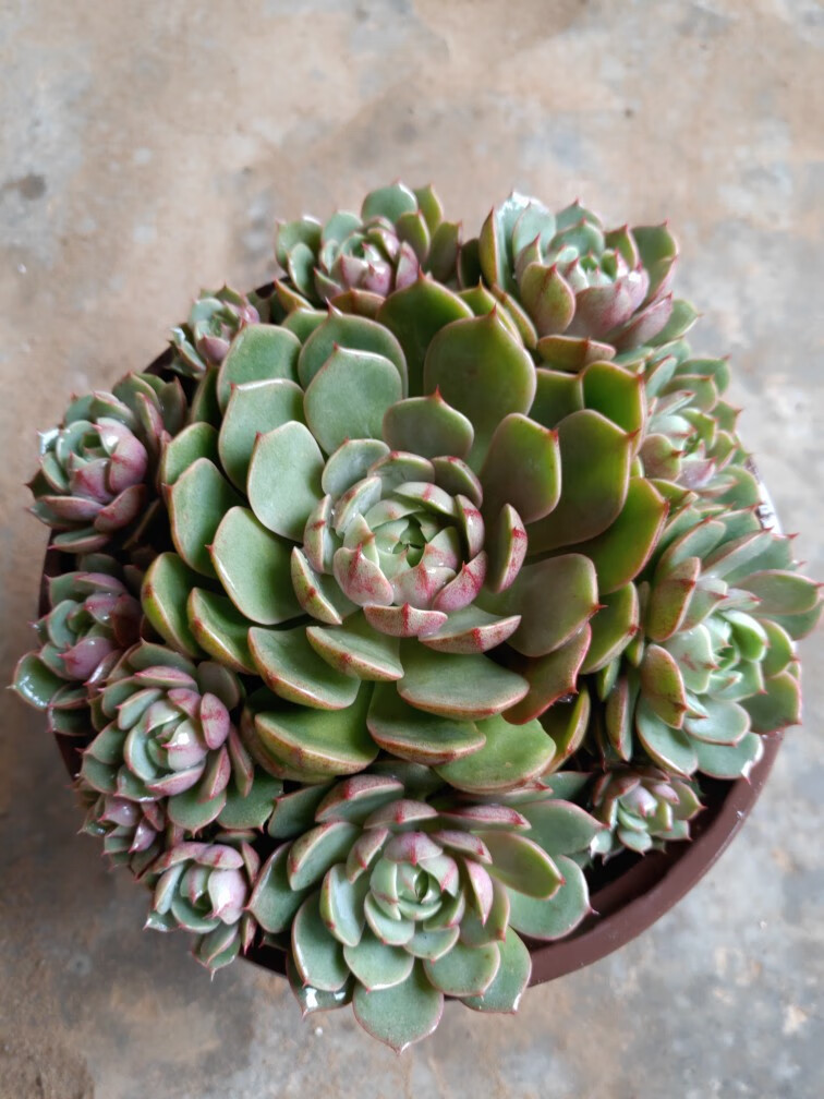 苯巴蒂斯大群多肉植物