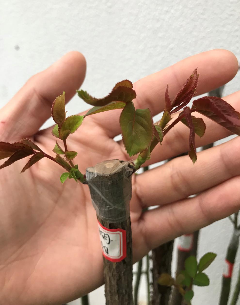 进口糯米纸嫁接膜嫁接带石蜡透气月季芽枝接膜 2.