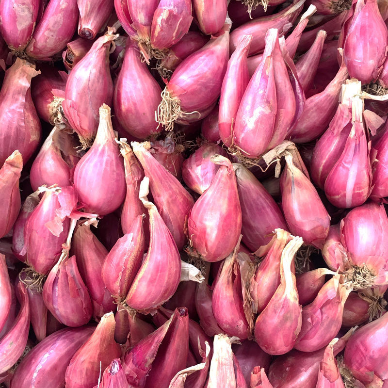 红葱头干葱头红皮火葱小香葱食用熬油四季食用专拍香辣十足个大饱满4