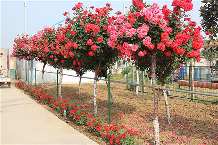 庭院开花树嫁接树桩月季特大花四季开花多色高杆棒棒糖树状玫瑰老桩