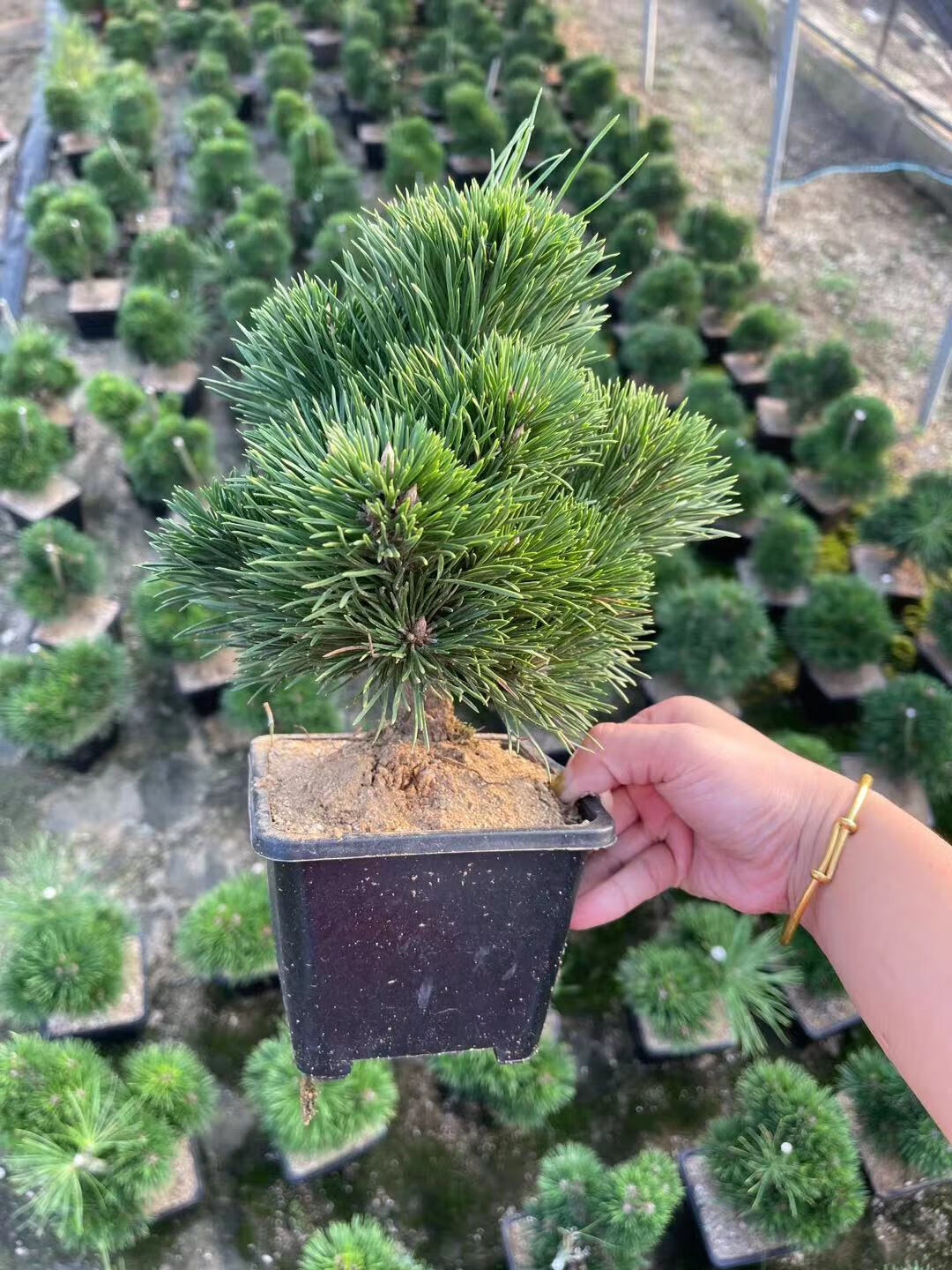 语墨 日本千寿丸黑松嫁接非寸稍旭龙大阪松五针松绿植盆景盆栽 8芽