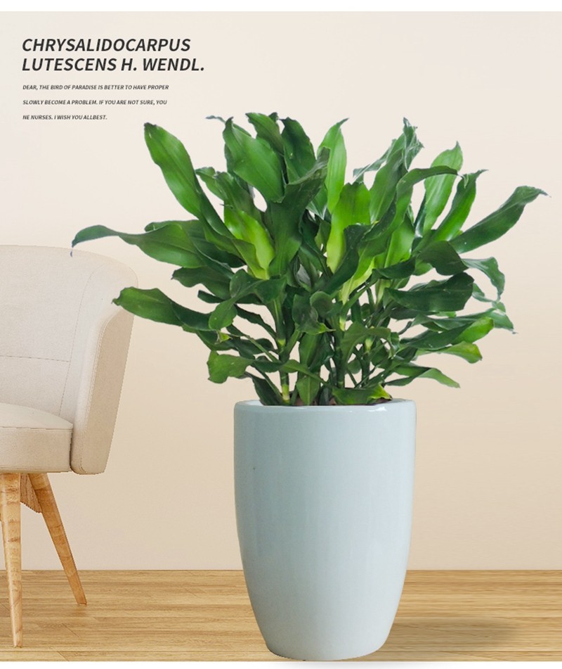 大型螺纹铁盆栽植物花卉客厅办公室室内阳台四季常青螺纹铁盆栽绿植