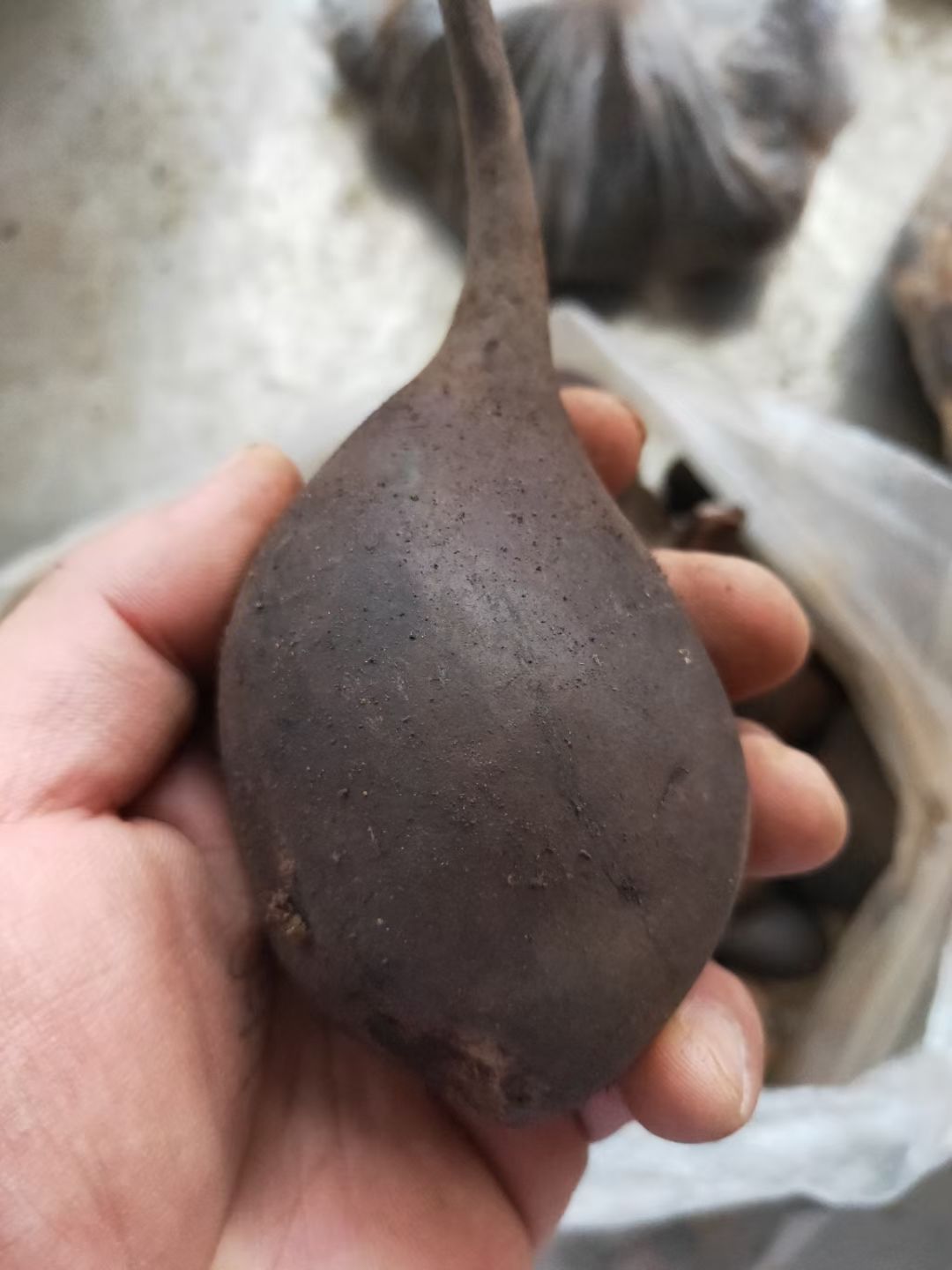 北京同仁堂原料新鲜乌灵参鸡枞胆雷震500克顺丰 官方旗舰新鲜乌灵参