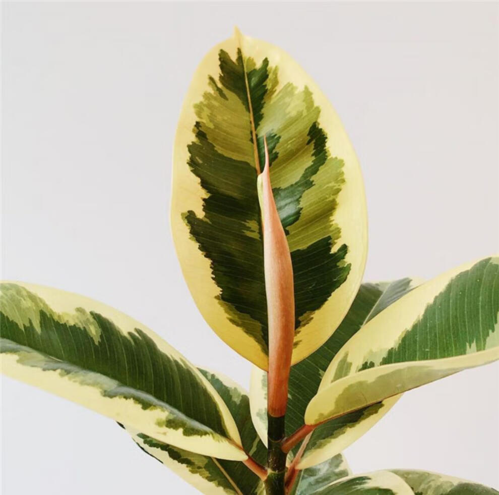 欧美 植物 花叶金刚橡皮树可美化客厅 喜光照椭圆形互生叶 小号花金刚