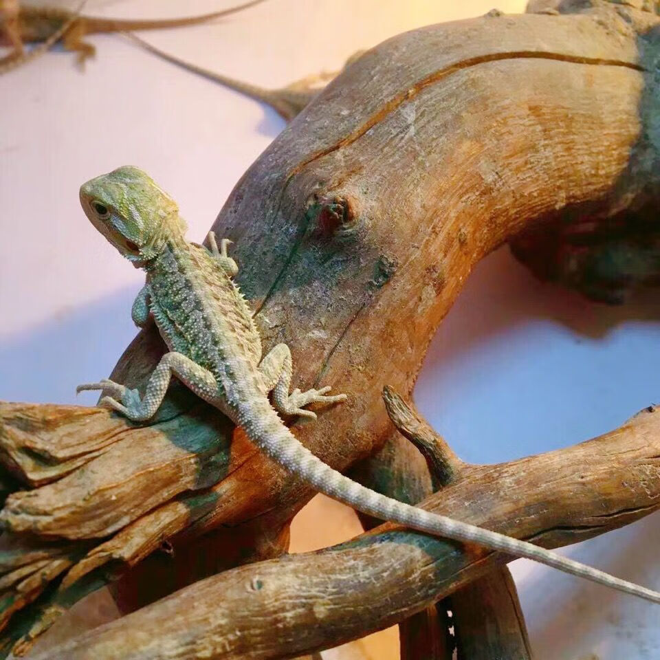 zxc鬃狮蜥蜴活体鬃狮巨型蜥蜴异宠物超大个体蜥蜴变色龙蜥人工玩爬宠