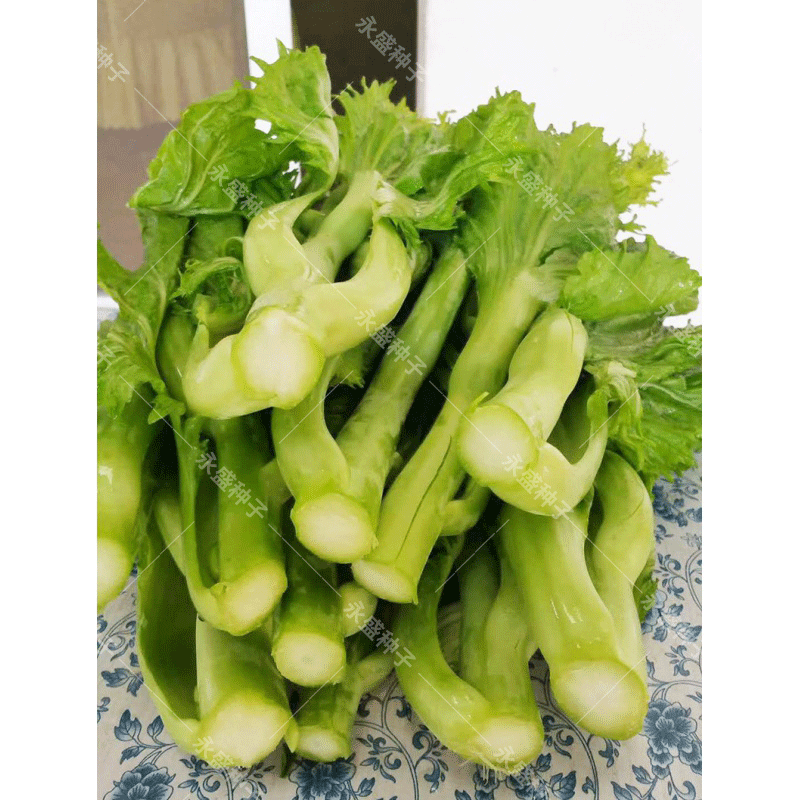 甜芥菜种籽四季芥菜心种子介菜菜种芥菜苔青菜籽农家蔬菜种孑秋冬 甜