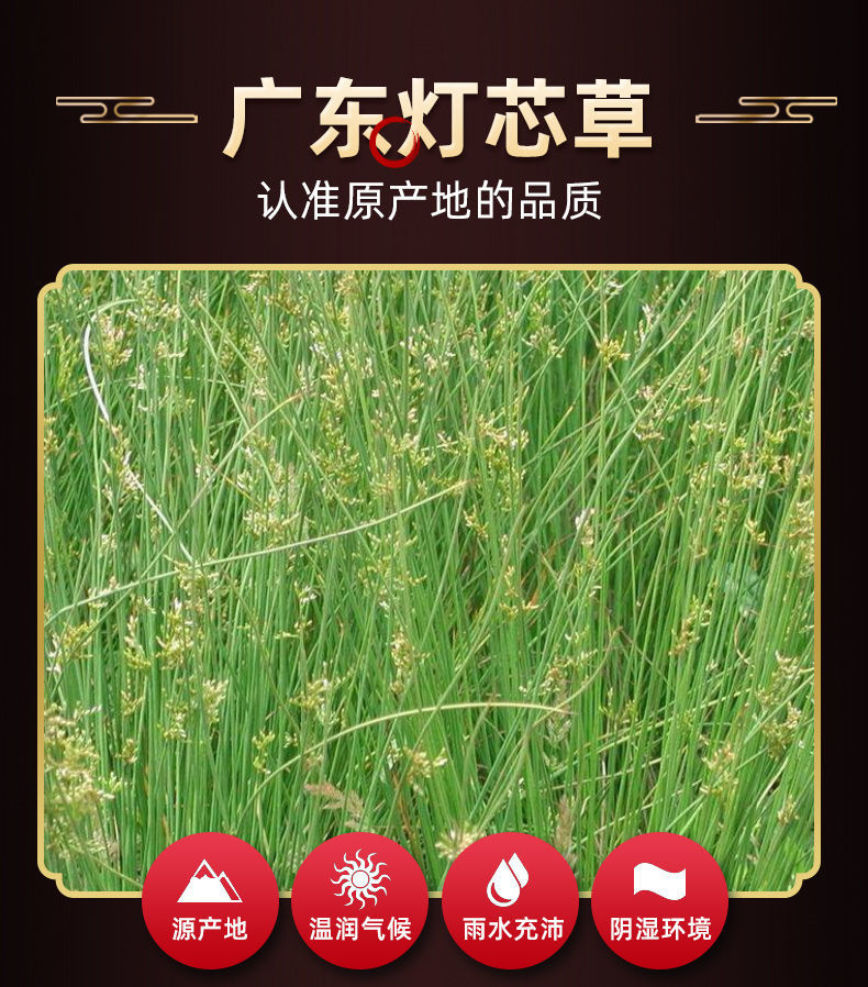 灯心草5排50个手工灯芯球广东凉水煲汤灯芯草搭配麦冬灯芯草100克