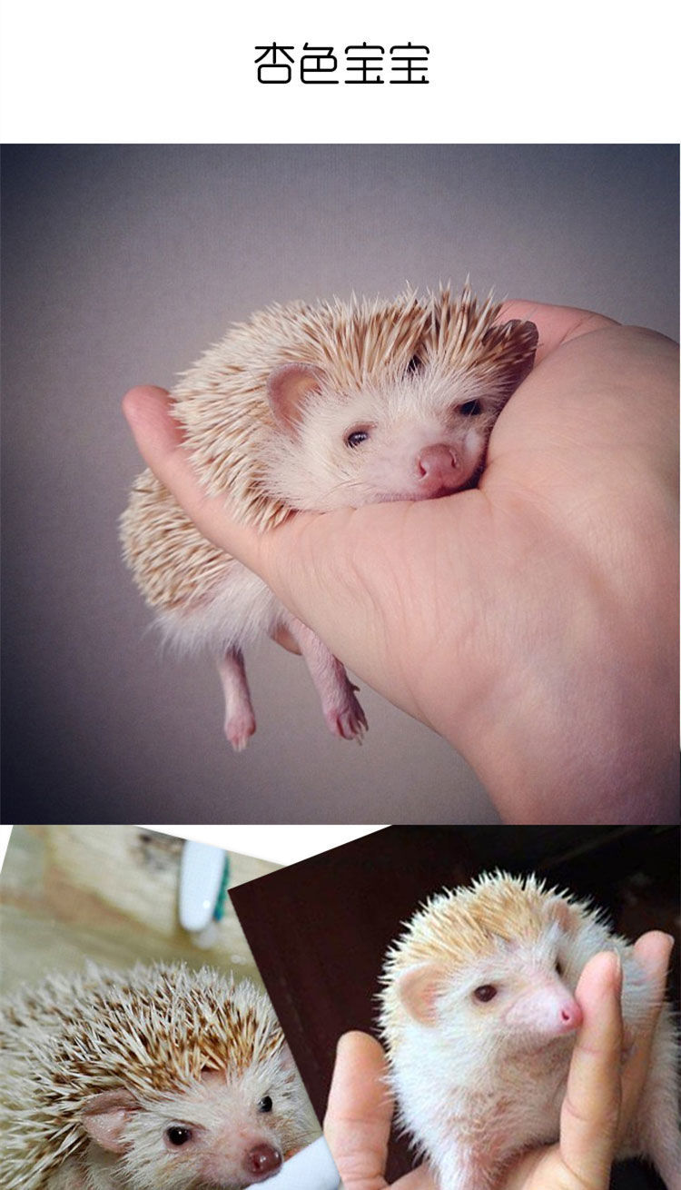 小刺猬活物非洲迷你刺猬活物自家繁殖活体刺猬宠物迷你幼崽宝宝包健康