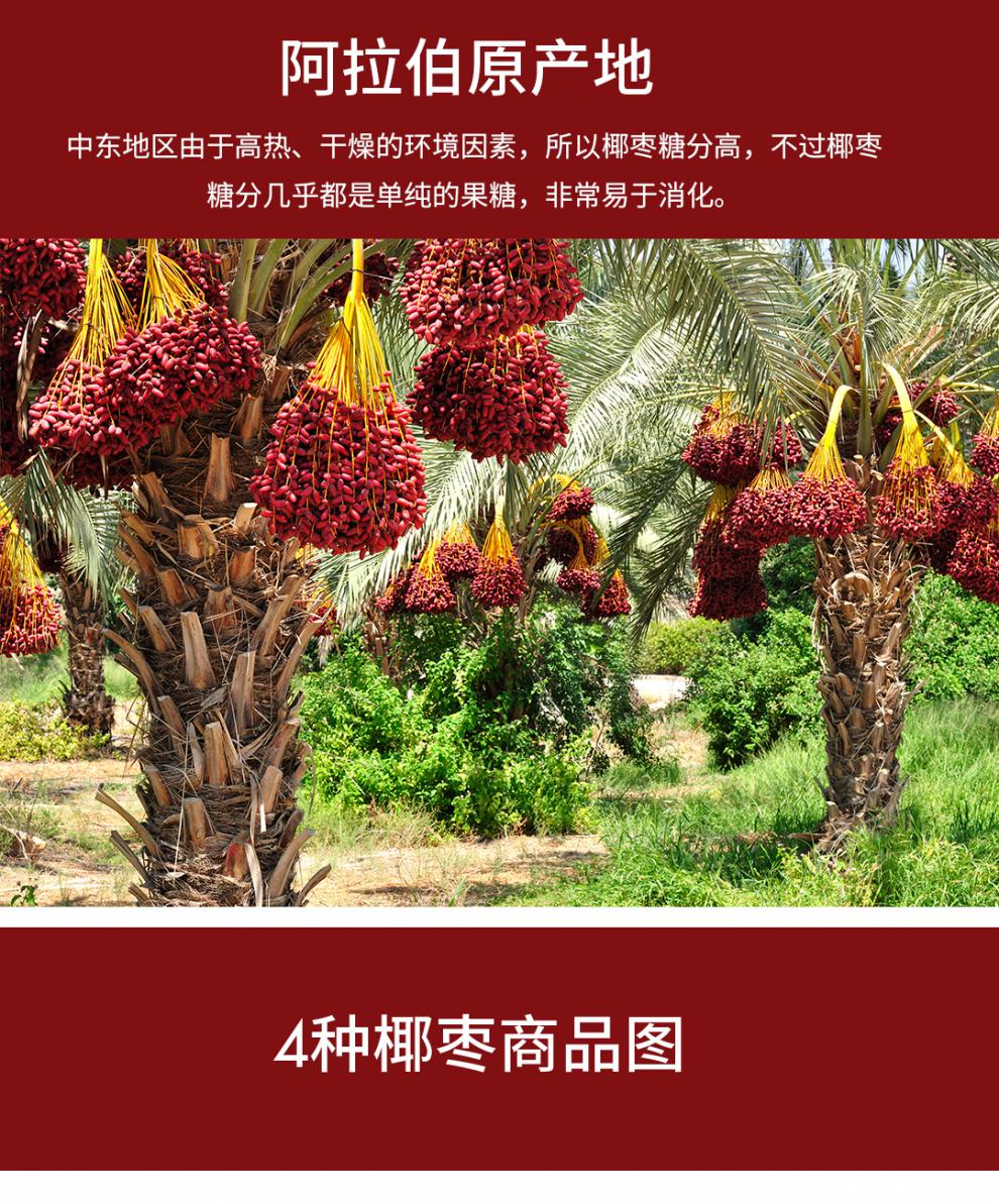 黄金椰枣500g迪拜阿联酋小黑蜜枣新疆免洗沙特红枣干 【 口感像软糖