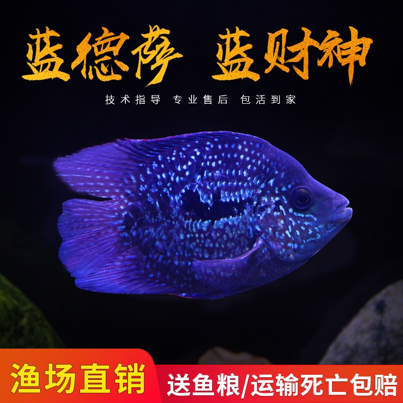 kjhgf罗汉鱼热带鱼观赏鱼蓝德萨蓝财神鱼淡水活体鱼宠物鱼德州蓝德萨
