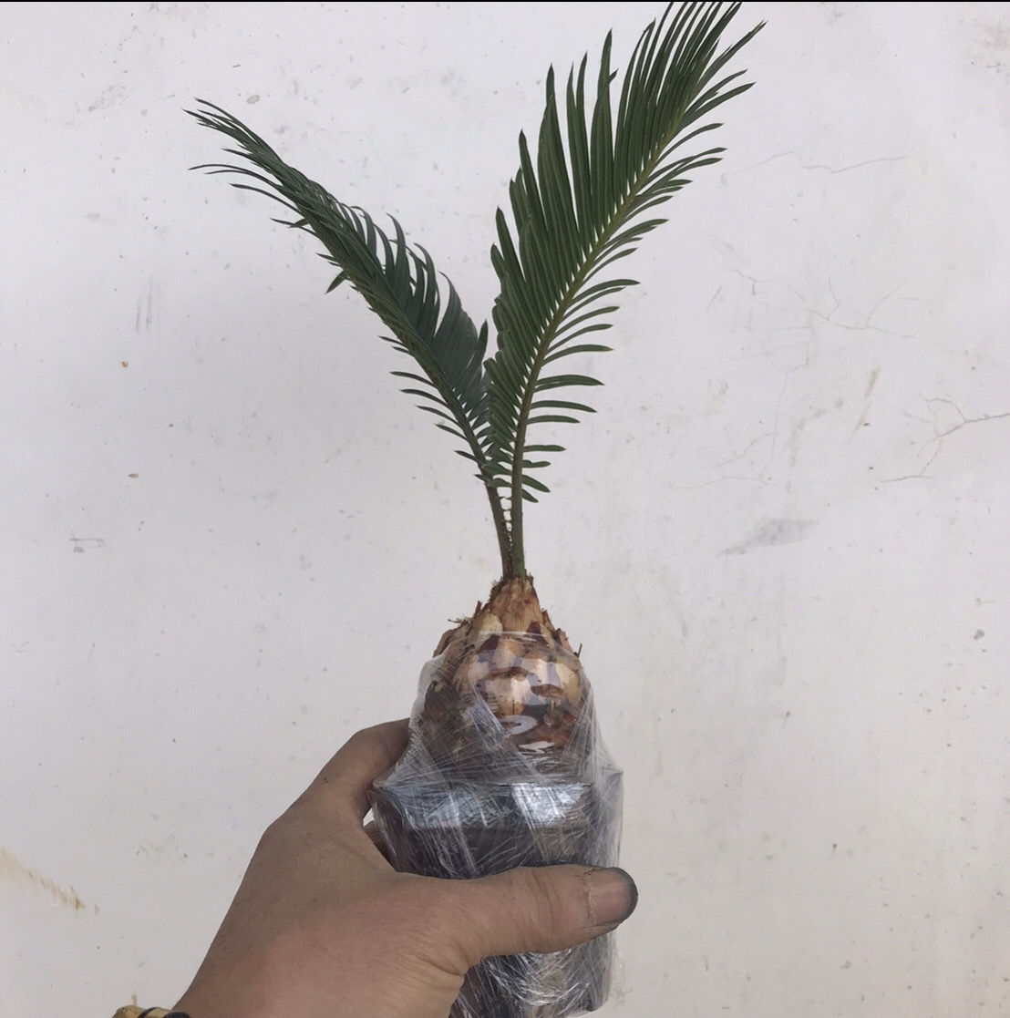 白鳞铁树苏铁精品小品花卉盆栽桌上高档盆景名贵稀有植物好成活白磷