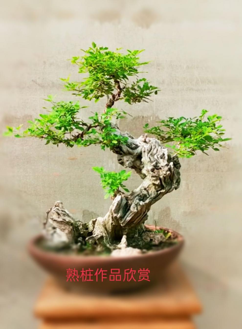 【精品黄荆老桩】碳化舍利镂空一张皮南北室内外易活懒人盆景素材