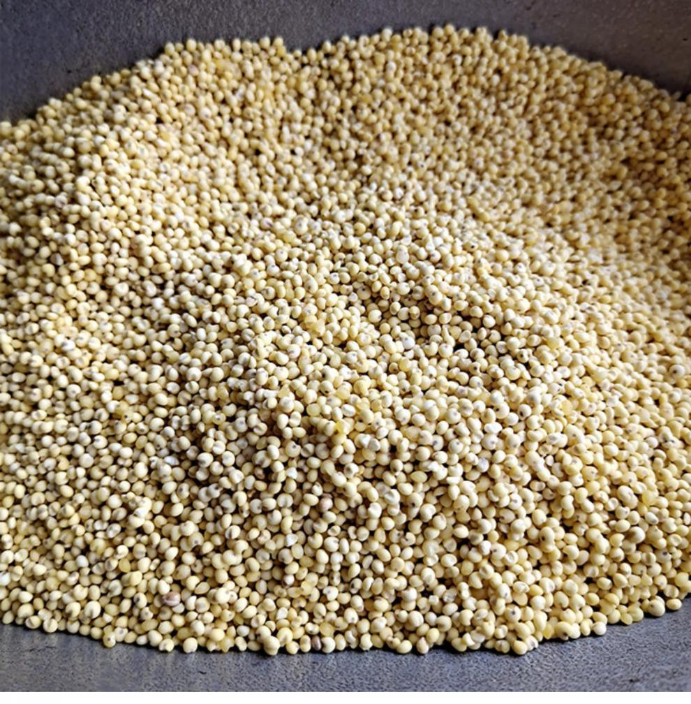 北秫米500克 药用北秫米中药材散装新货农家糯秫黄糯糯粟小米