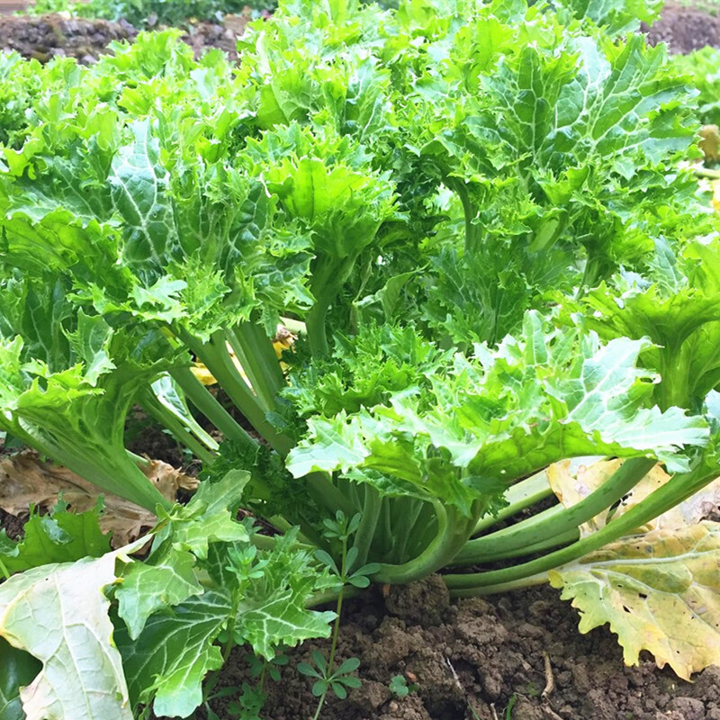 香葉菜種子美味香芥菜種籽特色小青菜四川春秋冬季農家田園蔬菜孑