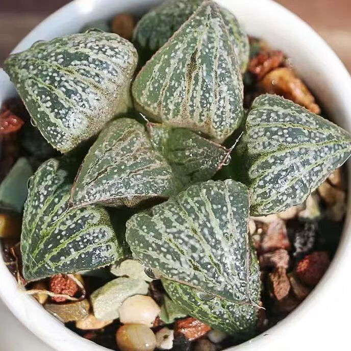 玉露多肉植物盆栽 属鸡玉露组合 姬玉露冰灯玉露水晶玉露 姬玉露3-4cm