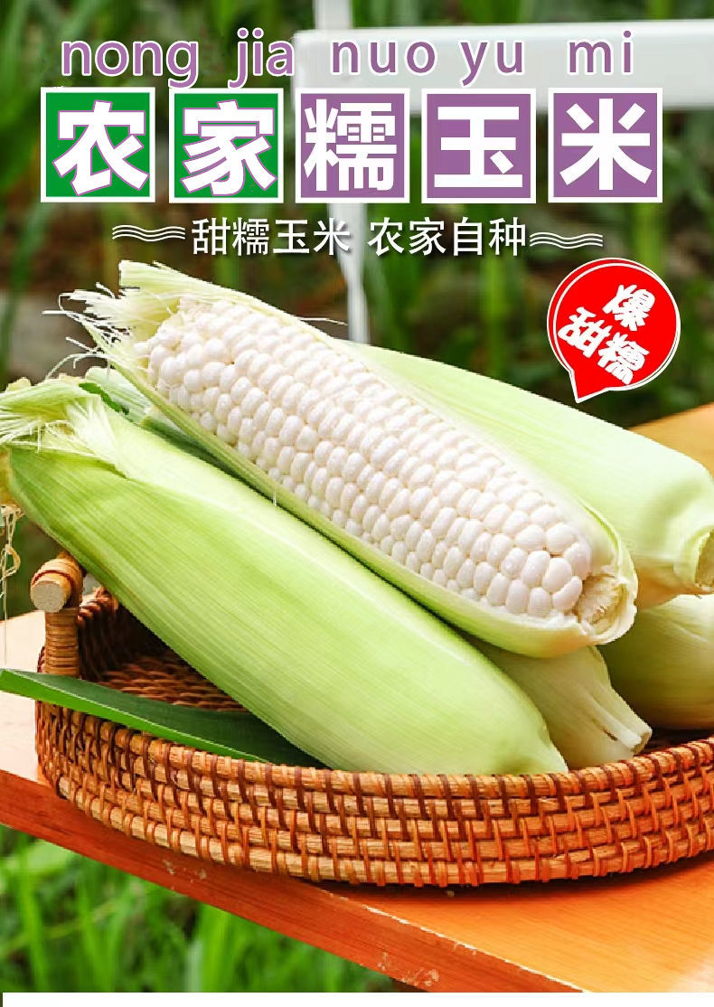 贵妃鲜【减脂代餐玉米新鲜】四川农家甜糯玉米低脂非转基因白糯玉米