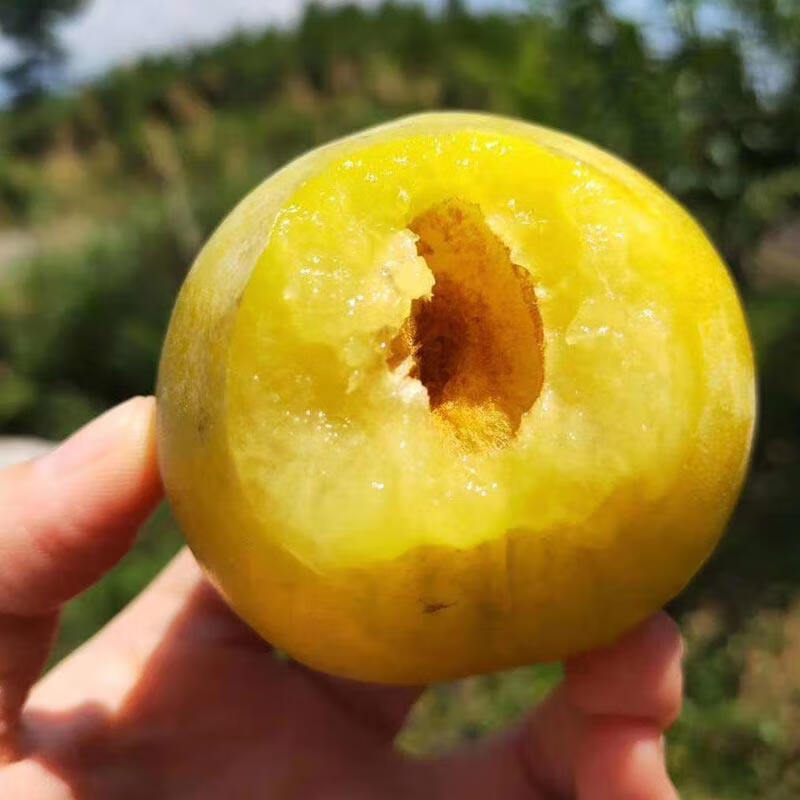 湖南郴州文明正宗黄金奈李脆甜脆甜糖心李子恐龙蛋10斤 特大果 5斤