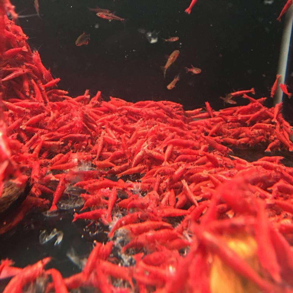 工匠头包活80只精品金背虾黄金米虾德系宽背观赏虾淡水冷水黑壳虾精品