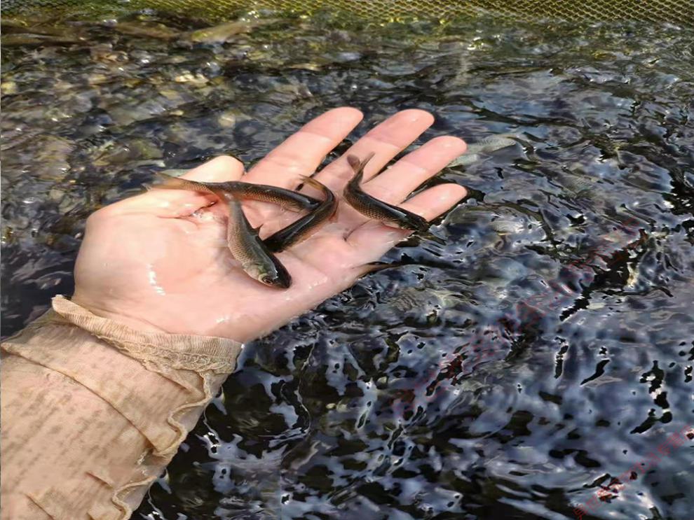 草鱼鱼苗特大草10厘米脆鲩一斤苗半斤小淡水养殖食用活体四大家鱼 草